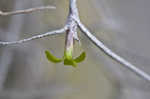 Spanish moss